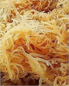 Jamaican Gold Sea Moss