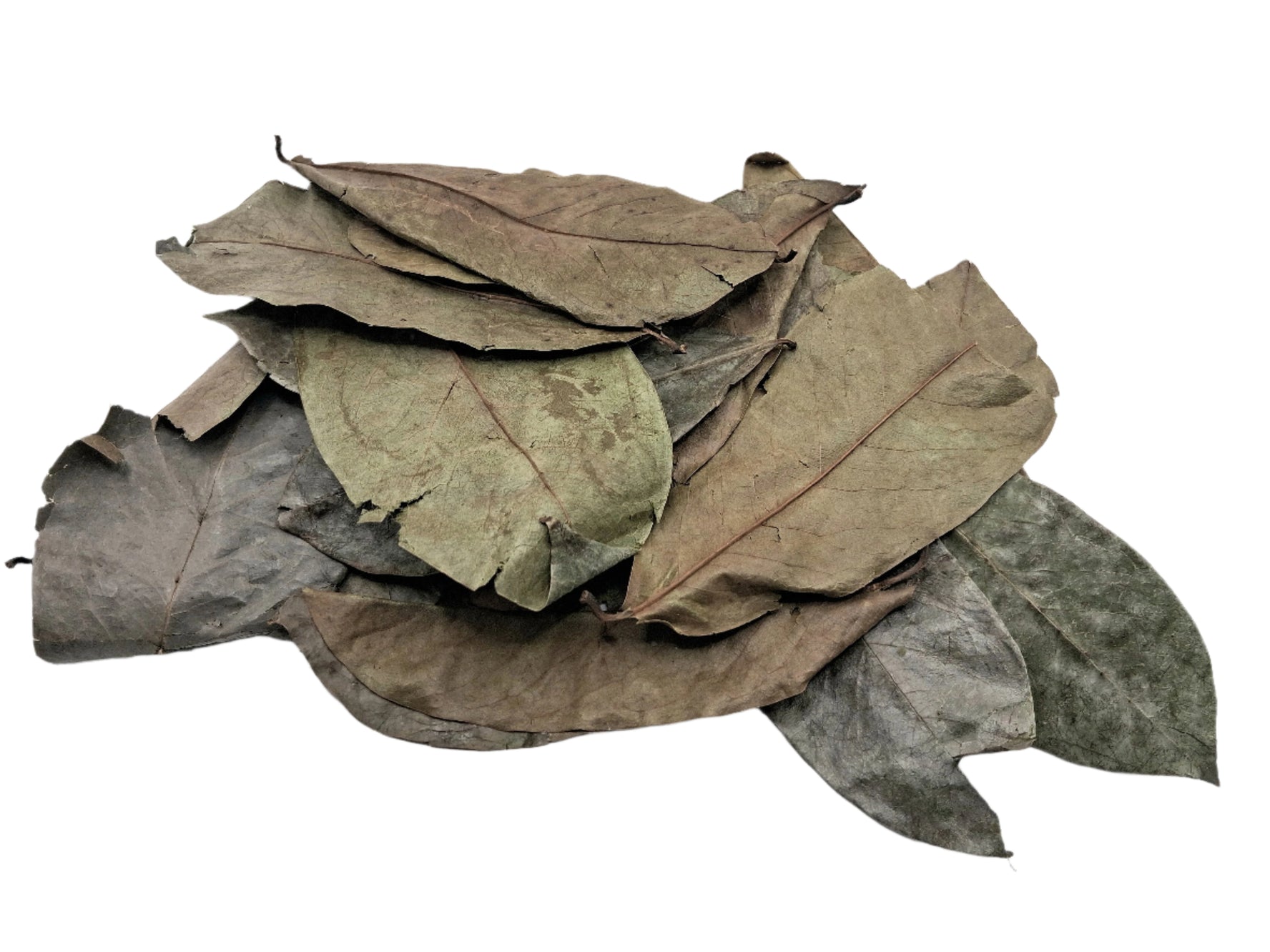Soursop Leaves