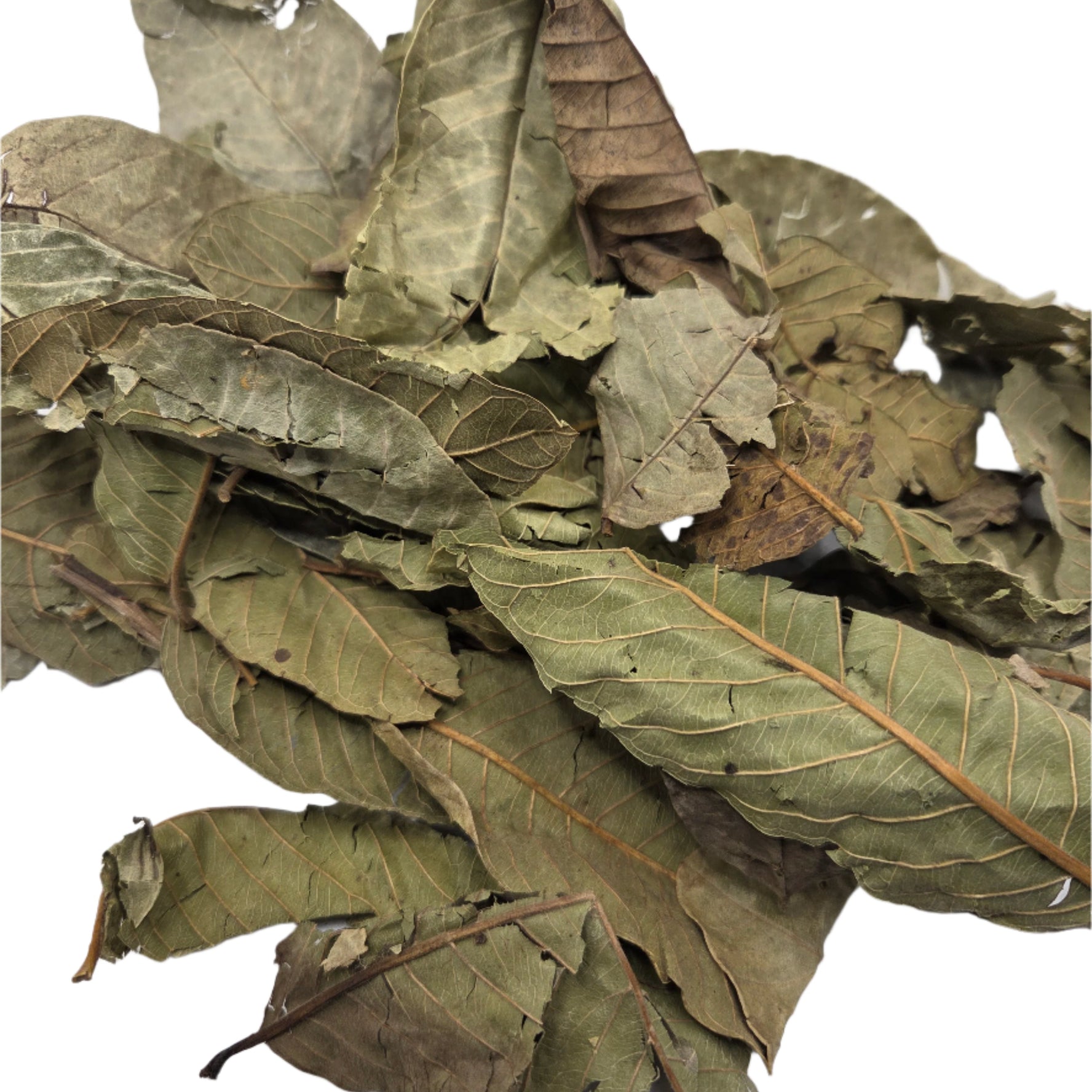 Guava Leaves