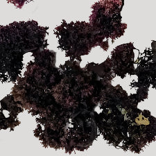 Purple Chondrus Crispus
