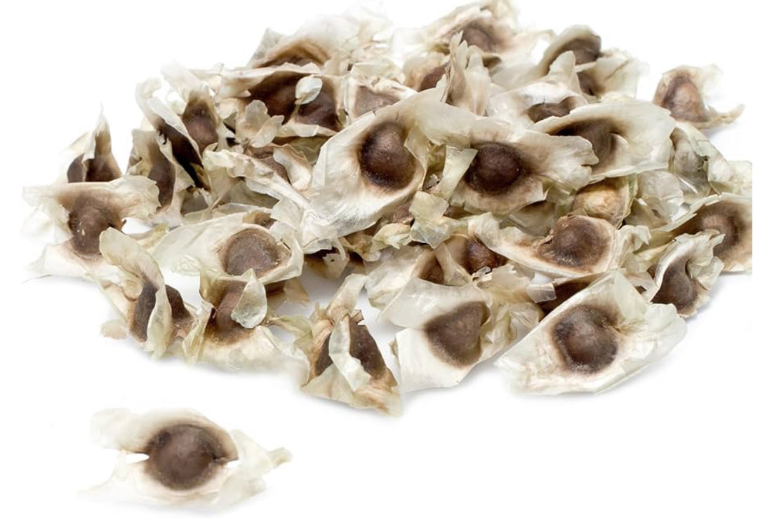 Moringa Seeds